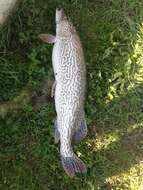 Image of Esox cisalpinus Bianco & Delmastro 2011