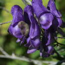 Sivun Aconitum sachalinense F. Schmidt kuva