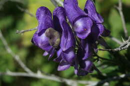 Sivun Aconitum sachalinense F. Schmidt kuva