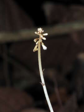 Sivun Wullschlaegelia calcarata Benth. kuva