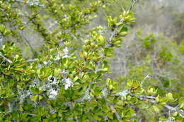 Image of Gymnosporia capitata (E. Mey. ex Sond.) Sim