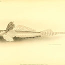 Image of Bluespotted dragonet