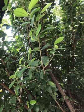 Image of Chinese banyan