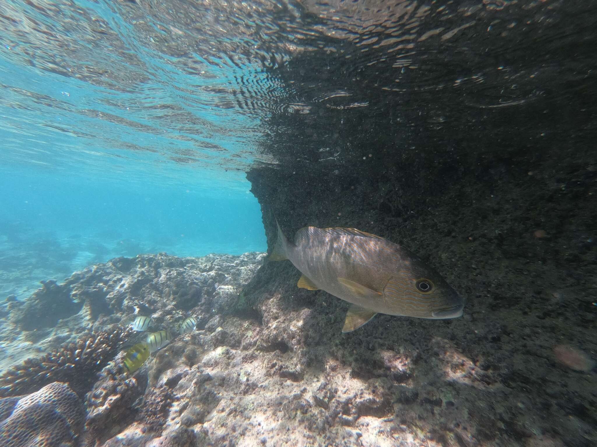 صورة Plectorhinchus multivittatus (Macleay 1878)