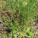 Image of Cyperus mundii (Nees) Kunth