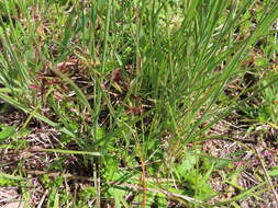 Image of Cyperus mundii (Nees) Kunth