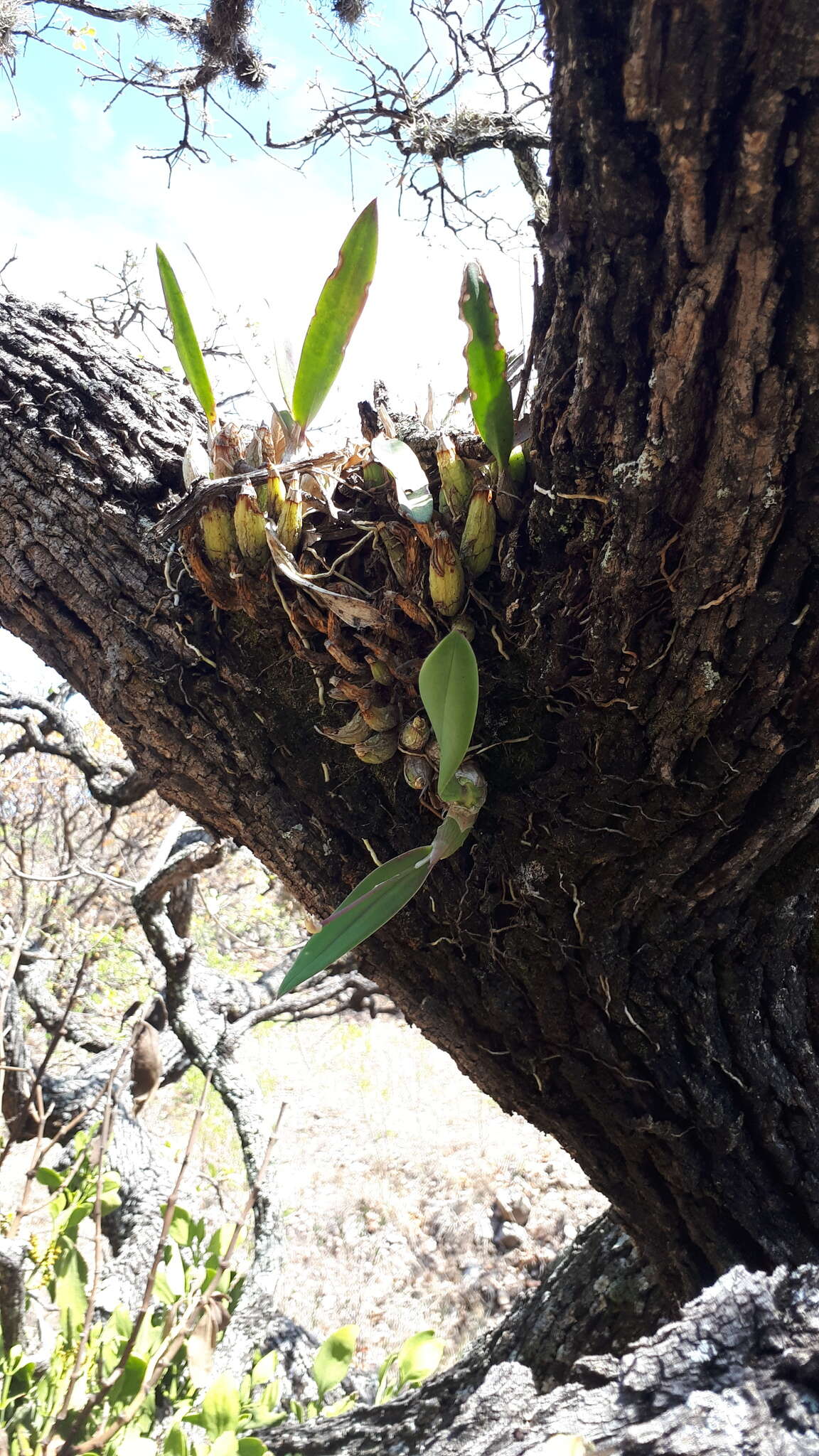 Слика од Laelia speciosa (Kunth) Schltr.