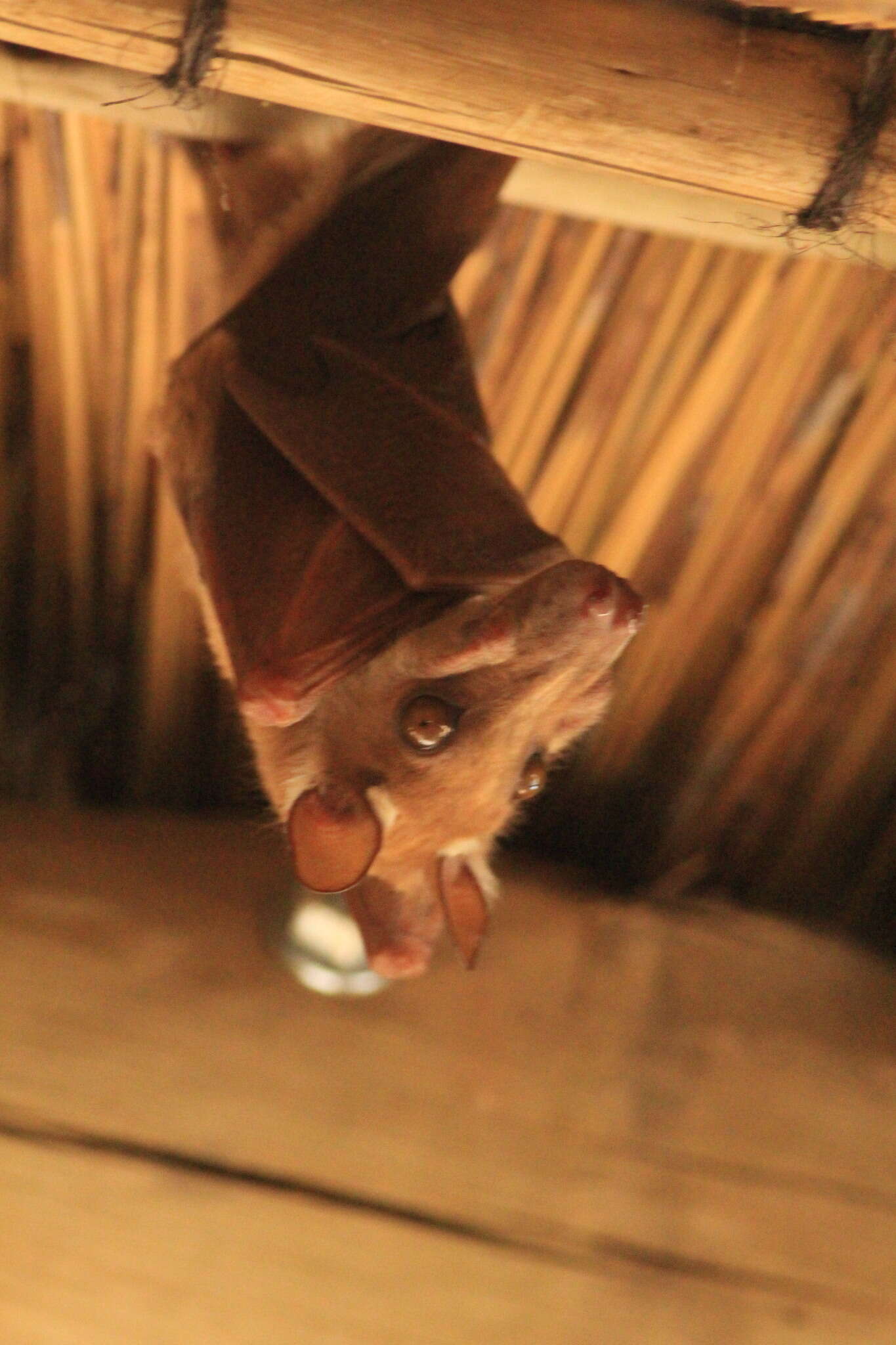 Image of Angolan Epauletted Fruit Bat