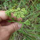 Image of Texas prairie parsley
