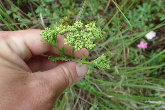 Image of Texas prairie parsley