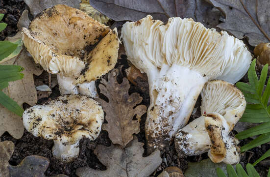 Image of Russula archaeosuberis Sarnari 1998