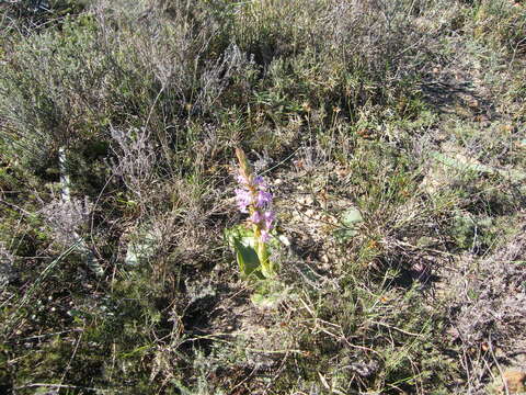 Image of Satyrium erectum Sw.