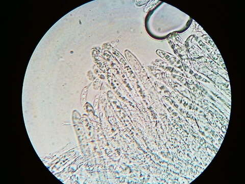 Image of Calycina lactea (Sacc.) Baral, R. Galán & Platas 2013