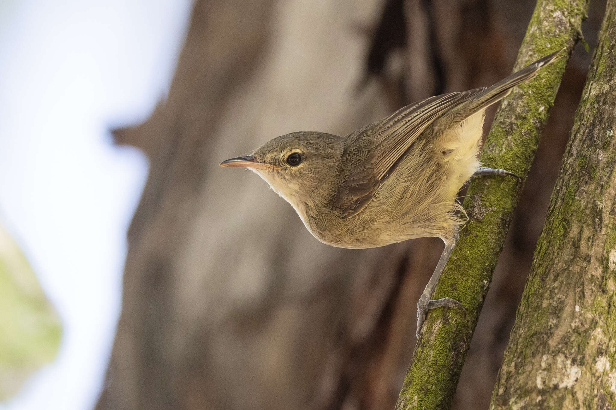 Image of Seychelles Brush Warbler