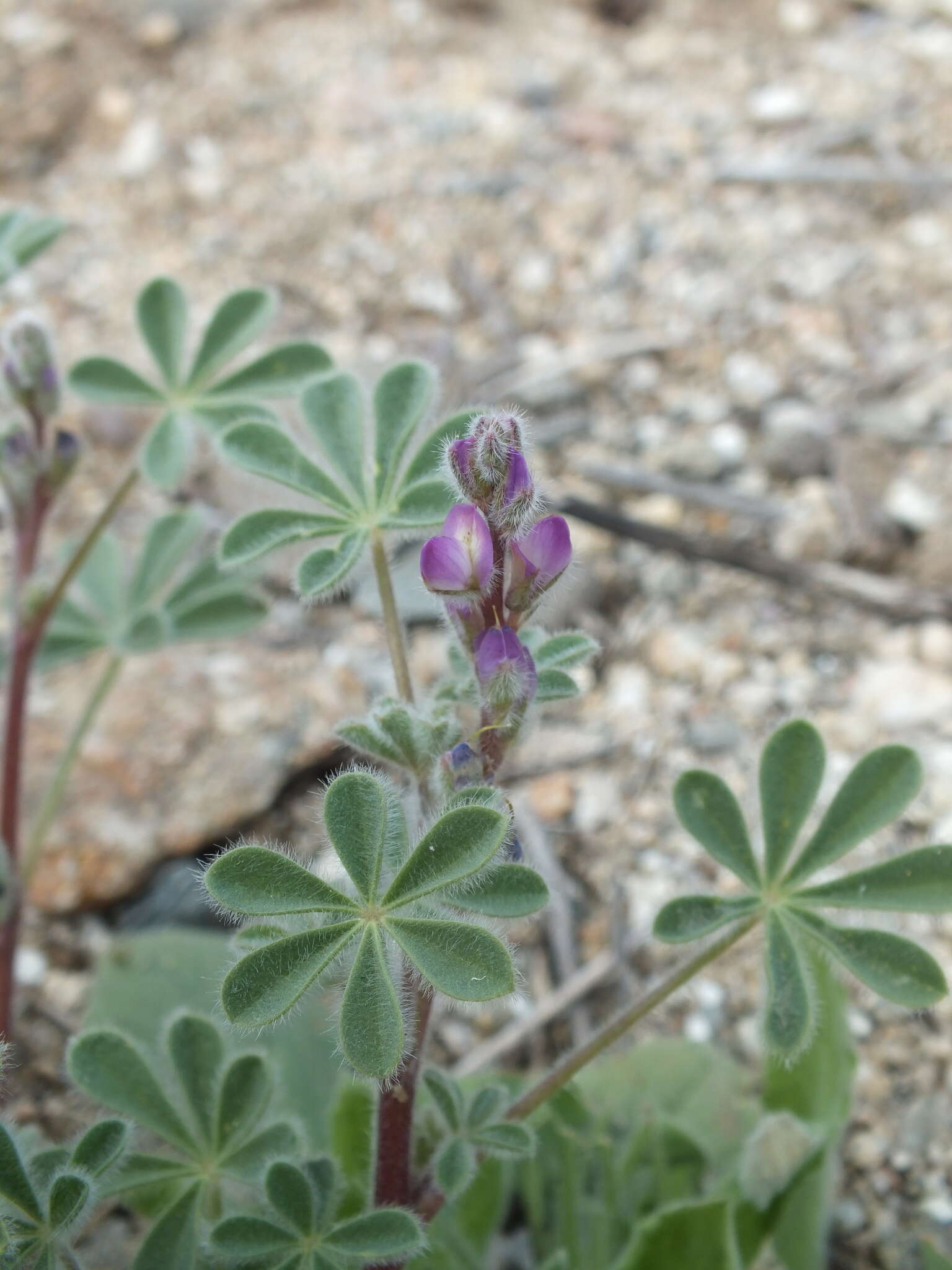 Image of bajada lupine