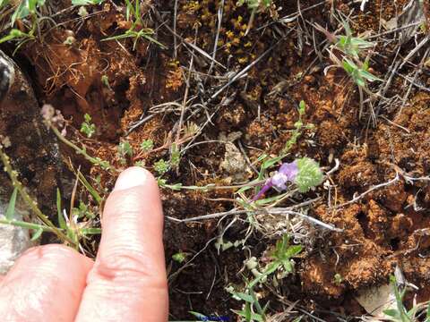 Image of Linaria amethystea subsp. amethystea