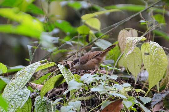 Image of Dark-fronted Babbler