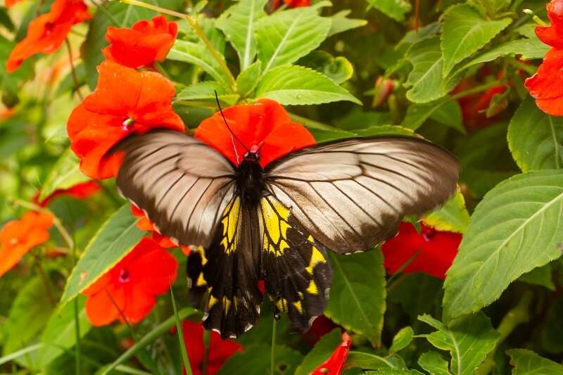 Image of Borneo Birdwing