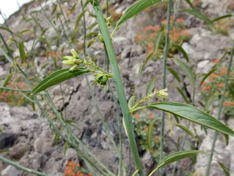 Image of Sonoran silverbush