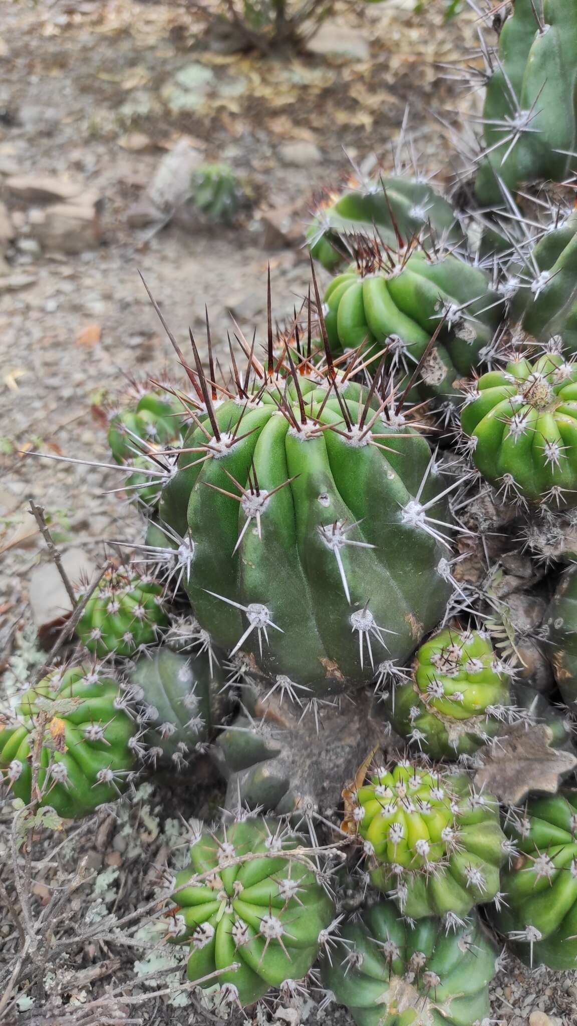 Echinopsis bridgesii Salm-Dyck resmi