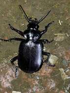 صورة Calosoma (Castrida) vagans Dejean 1831