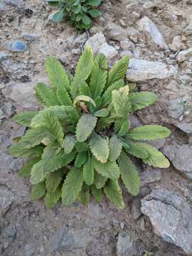 Image of Dionysia mira Wendelbo