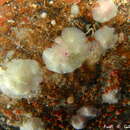 Sivun Petrobiona massiliana Vacelet & Lévi 1958 kuva