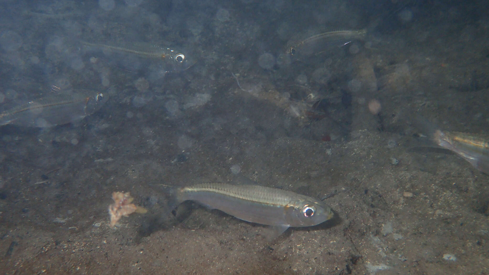 Image of Loose-scaled sardine