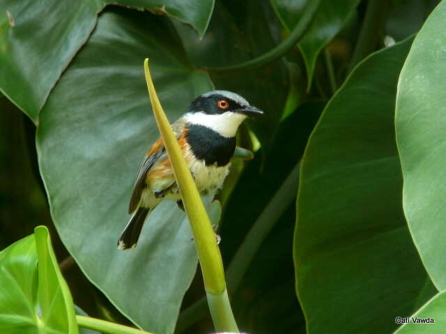 صورة Batis capensis hollidayi Clancey 1952