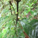 Image of Psychotria capuronii A. P. Davis & Govaerts