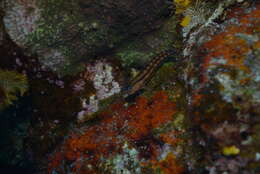 Image of Blackstriped combtooth blenny