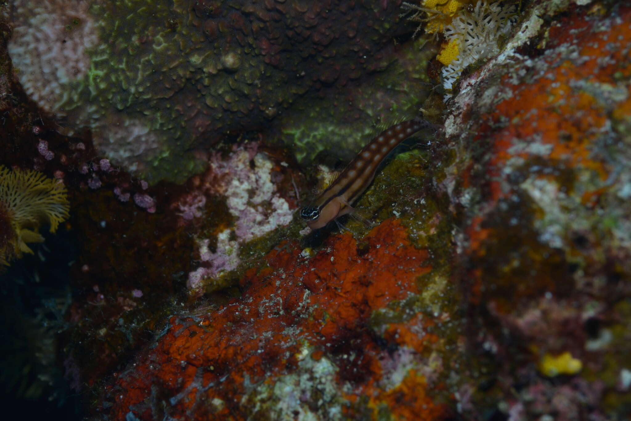 Image of Blackstriped combtooth blenny