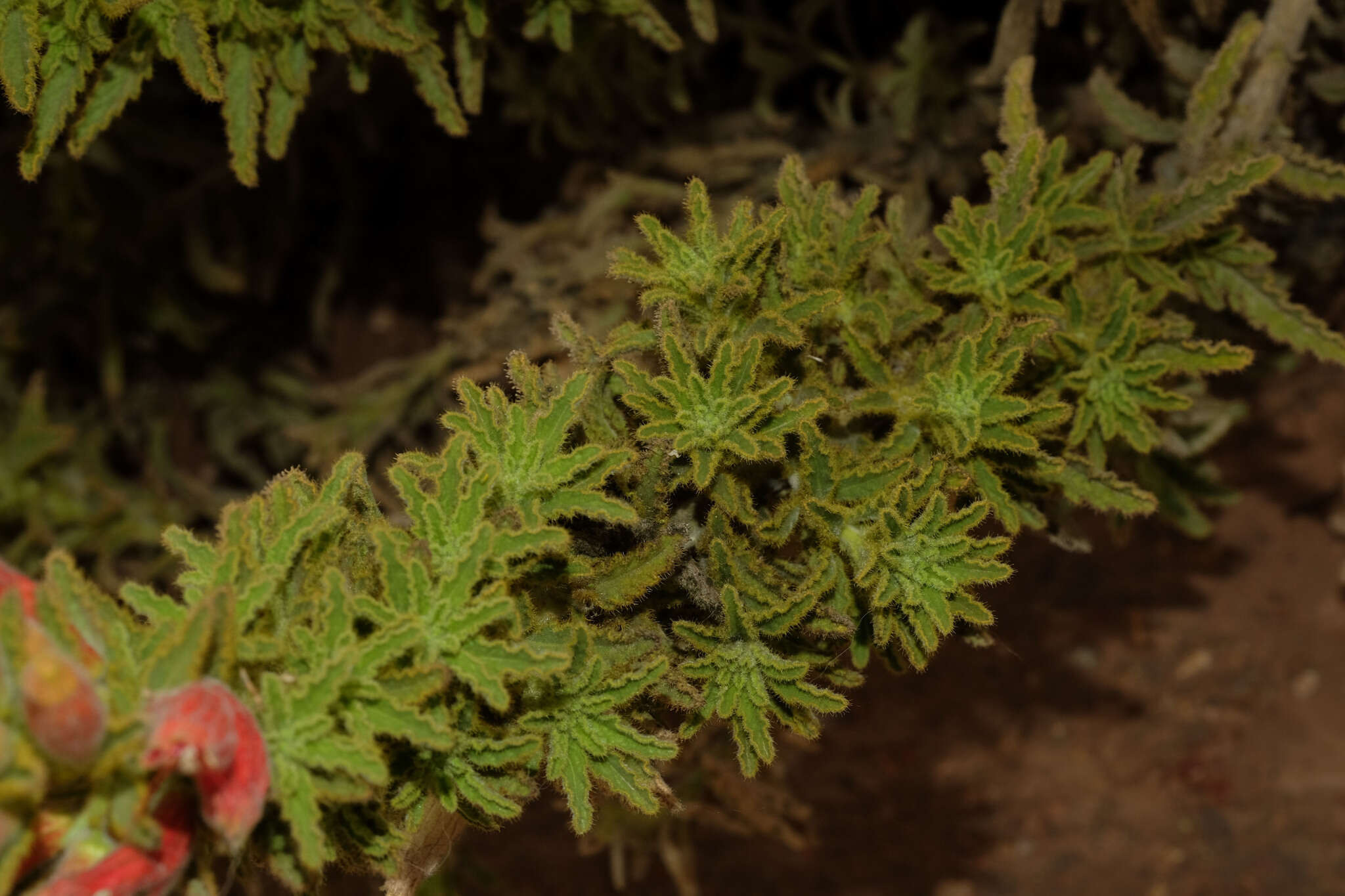 Image of Malesherbia ardens Macbride