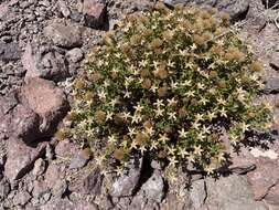 Image of Bajacalia crassifolia (S. Wats.) Loockerman, B. L. Turner & R. K. Jansen