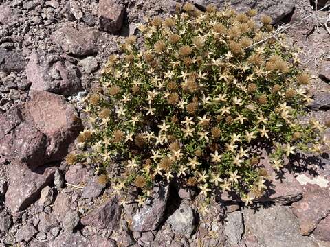 صورة Bajacalia crassifolia (S. Wats.) Loockerman, B. L. Turner & R. K. Jansen