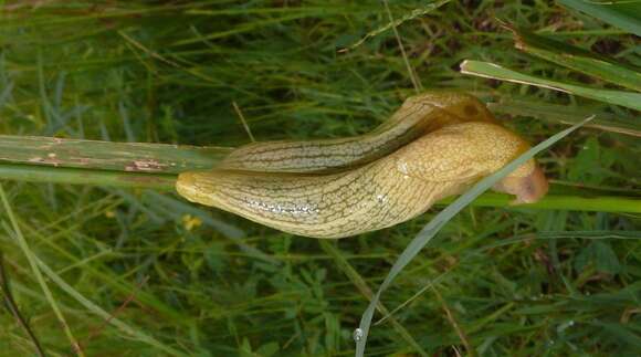 Image of Elisolimax flavescens (Keferstein 1866)