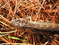 Image de Barisia rudicollis (Wiegmann 1828)