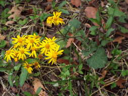 Image of Packera coahuilensis (Greenm.) C. Jeffrey