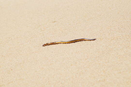 Image of Yellow-bellied sea snake