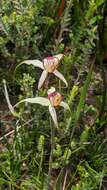 Caladenia valida (Nicholls) M. A. Clem. & D. L. Jones的圖片