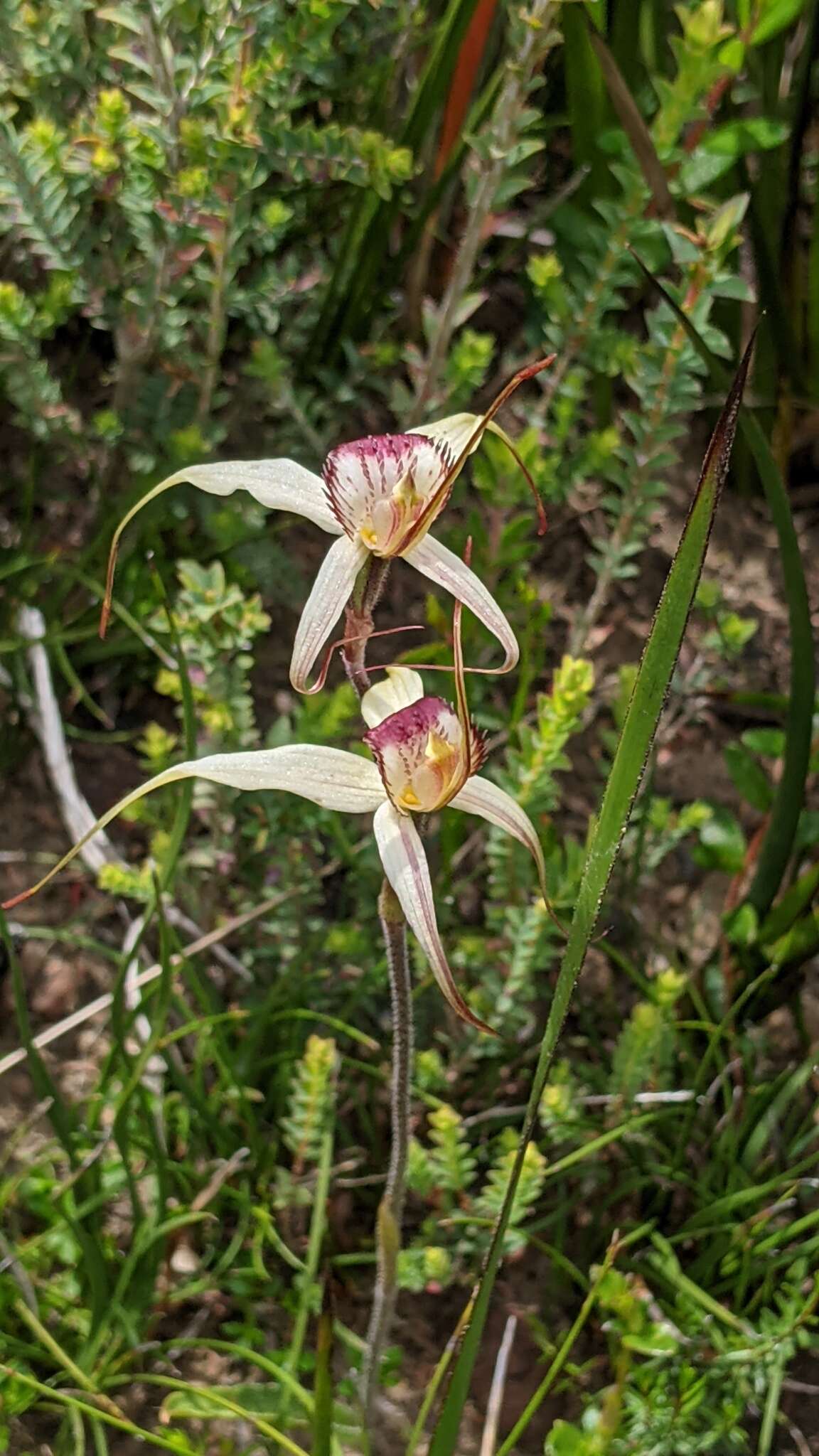 Caladenia valida (Nicholls) M. A. Clem. & D. L. Jones的圖片