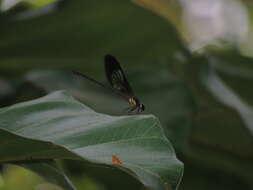 Image of Euphaea variegata Rambur 1842