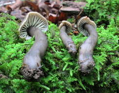 Image of Neohygrocybe subovina (Hesler & A. H. Sm.) Lodge & Padamsee 2013