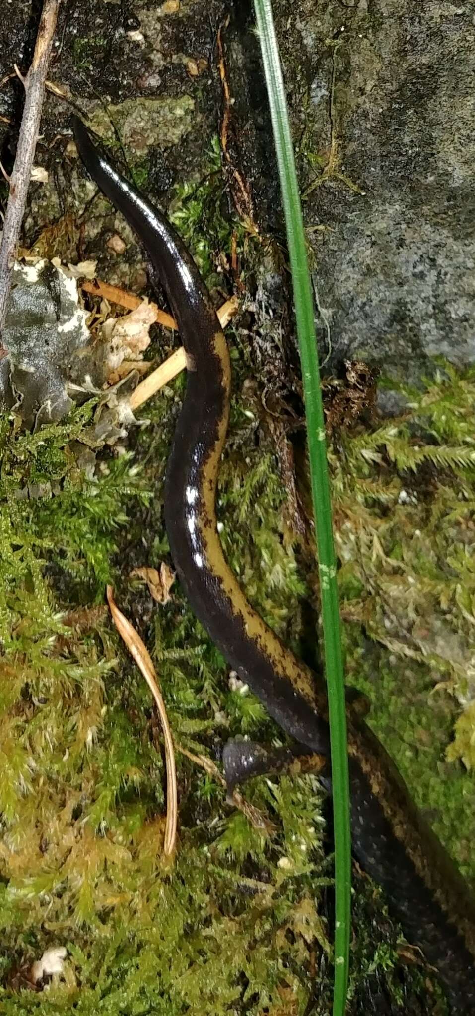 Sivun Plethodon dunni Bishop 1934 kuva