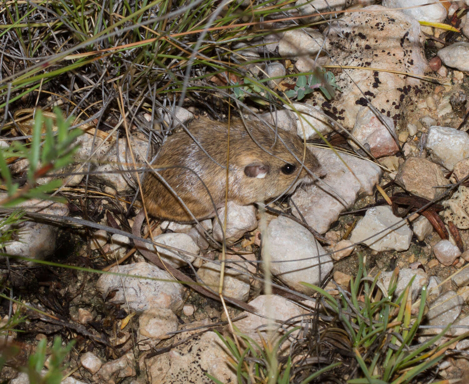 Image of Merriam's pocket mouse