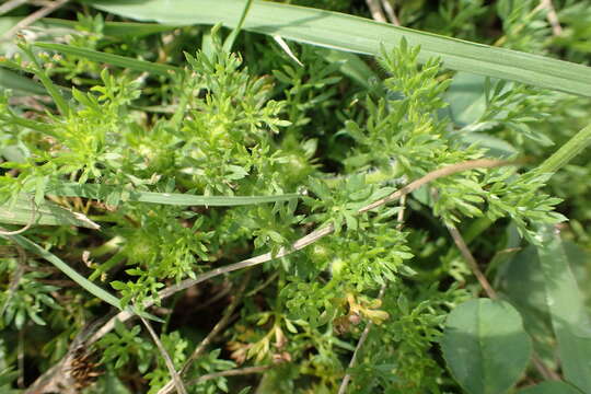 Image of field burrweed