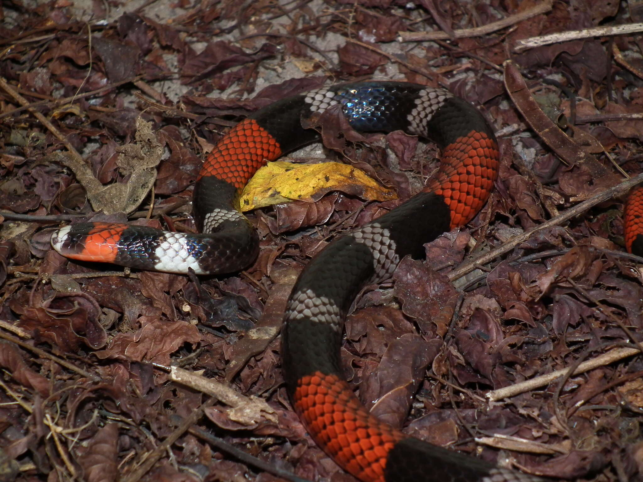 Image of Micrurus ibiboboca (Merrem 1820)