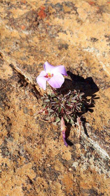 Image of Oxalis callosa Knuth