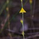 Image of Utricularia guyanensis A. DC.