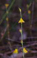 Image de Utricularia guyanensis A. DC.